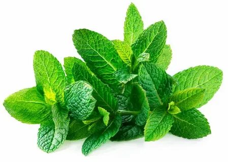 خرید ارزان سبزی نعنا خشک صادراتی + ارسال فوری